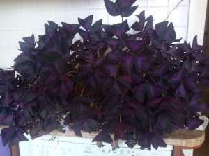 ������� ���������� - ����������� 1