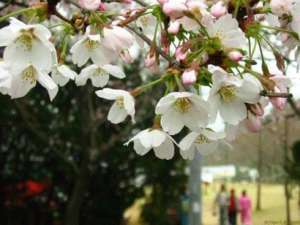 ������� ���������� ����, ��������. - ����������� 1