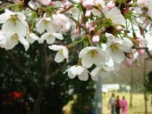 ������� � ����������: ������� ���������� ����, ��������.