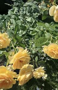 ������� , ���������� ������ - ����������� 1