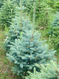 �������, ���������� �������� �� ��������� �����. - ����������� 1