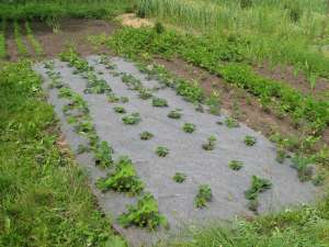 ������� ����������� - ����������� 1