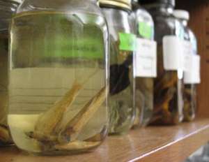 ������� ����������� - ����������� 1