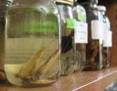 ������� �����������