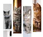 ������� � ����������: ������� ����������� ����, ������ ��� ���� ������� �� ������ - Delivery Animal