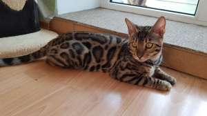 ������� ����������� ����� ����. - ����������� 1