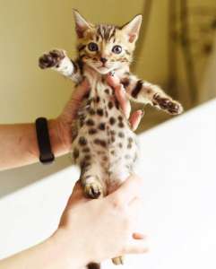 ������� ����������� ������ + ������� - ����������� 1