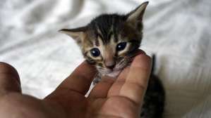 ������� ����������� ������ ������������ ������ �� ������ ������ - ����������� 1