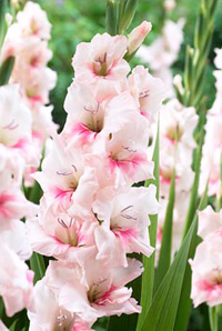 ������� ����������� ������� � ����� ����� - ����������� 1