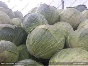 ������� ������������ - ����������� 1