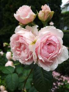 �������, ������������ �� ���� ������ ������ - ����������� 1