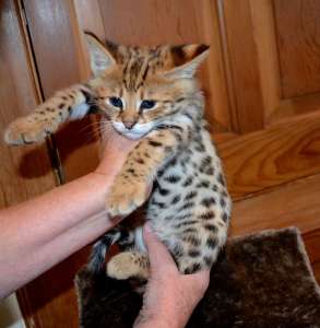 �������� F1, F2 ������� � ��������, ���� � ������ ������ - ����������� 1