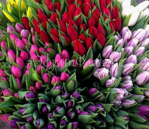 �������� � 8 ����� 2019 �� ��������� - ����������� 1