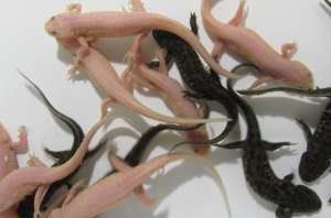 �������� �� ���� ������� 2 ������� �����-���������� � 2 ������� ����� - ����������� 1