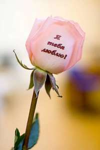 �������� �� �����, ��������� �����, ������ ��� ������� �� �����, �������� �� ����, ������ �� ������, ����������� �� ������. - ����������� 1