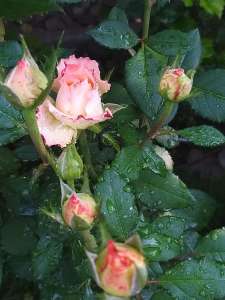 �������� �� ������ ����, ������������ ������ - ����������� 1