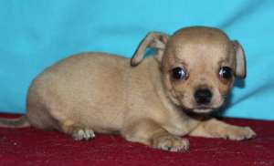 �����-��� ���� - ����������� 1