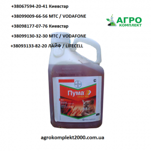 �������� ���� �����, ������� - ����������� 1