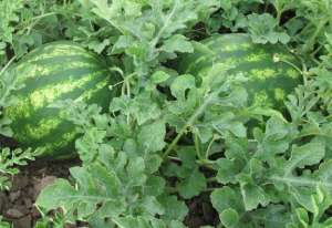 �������� ���� ������ �����. ���� - ����������� 1