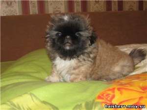 �������� ����� - ����������� 1