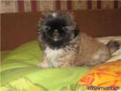 �������� �����. �������� �������� - �������/�������