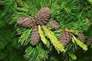 �������� ����� - ����������� 1