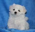 �������� �����. �������� � ���������� - ������