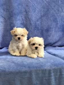 �������� ����� - ����������� 1