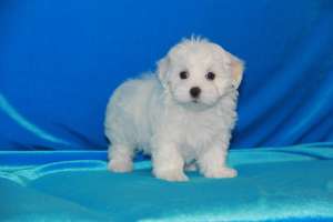 �������� ����� - ����������� 1