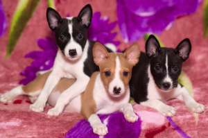 �������� �����. - ����������� 1