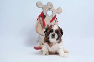 �������� ����� �� ��� - ����������� 1