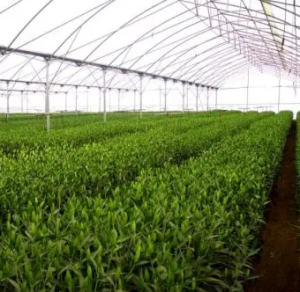 �������� ����� ����� ������ - ����������� 1