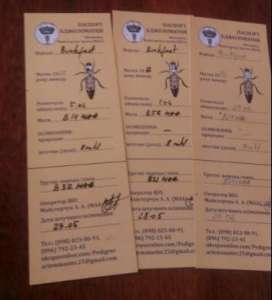 �������� ����� ������� F1 - ����������� 1