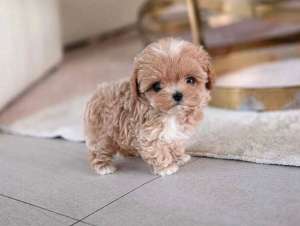 �������� ����� ������� ������ �� ����������� - ����������� 1