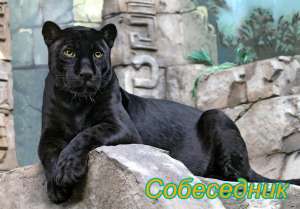 ��������, ����� ��������� ���������, ��� ����� � ������ � ����� ����� ���� - ����������� 1