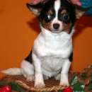 ������� � ����������: �������� ������