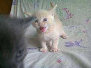 �������� ������ � ���������� ���� - ����������� 1