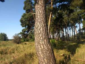 �������� ������ �� ���������� 0,5000 �� � �. ��������, ������� ������ - ����������� 1