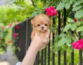 �������� ������ �� ����������� - ����������� 2