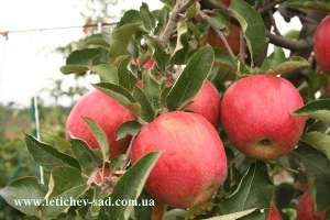 �������� ������ �� ������������� ����� � � �������. - ����������� 1