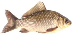 �������� ������ ���� �� ��� - ����������� 1