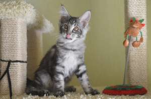 �������� ������ ���� ��� - ����������� 1