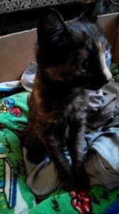 ��������, ������ �������) - ����������� 1