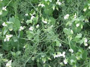 �������� ������ ������� ������ �� ����� - ����������� 1