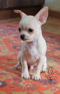 �������� ������- �������� - ����������� 1