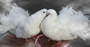 ��������. ������ ��������. ������� ���� - ����������� 1