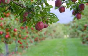 �������� ������ ��������� ��� 4 �� � 2 ��������� - ����������� 1