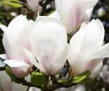 �������� ������ ������������� ������� ����� ������� Alba Superba. �������� - �������/�������