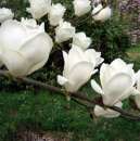 �������� ������ ������������� ������� ����� ������� Alba Superba - ����������� 2