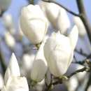 �������� ������ ������������� ������� ����� ������� Alba Superba - ����������� 3